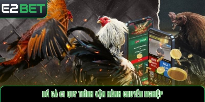 Đá gà C1 quy trình vận hành chuyên nghiệp