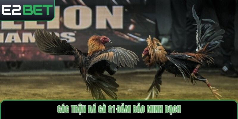 Các trận đá gà C1 đảm bảo minh bạch