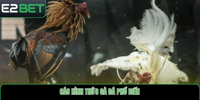 Các hình thức gà đá phổ biến