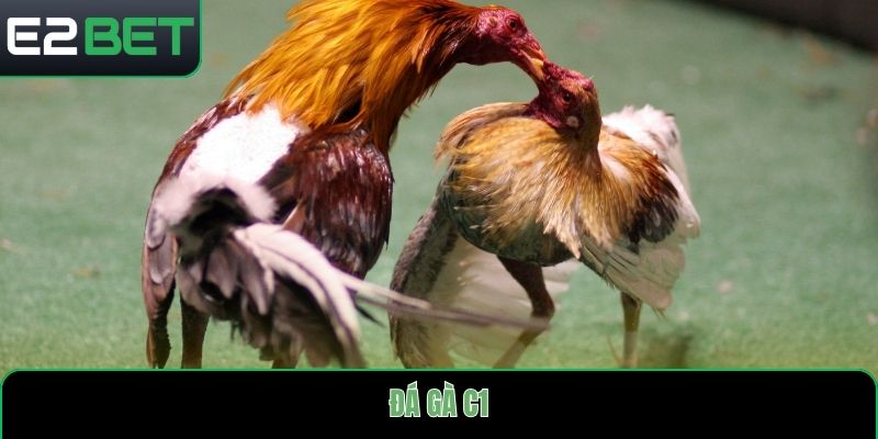 đá gà C1