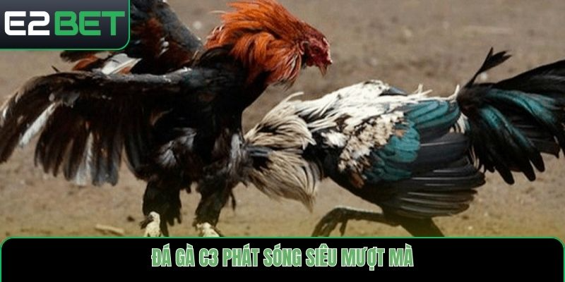 Đá gà C3 phát sóng siêu mượt mà