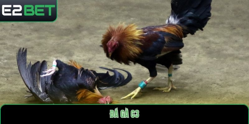 đá gà c3