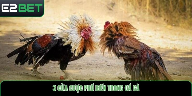 3 cửa cược phổ biến trong đá gà
