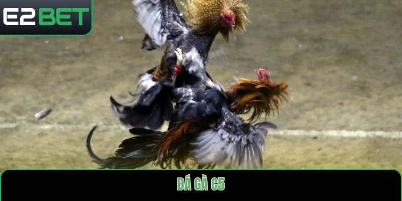 đá gà c5