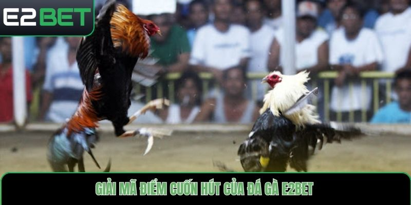Giải mã điểm cuốn hút của Đá gà E2bet